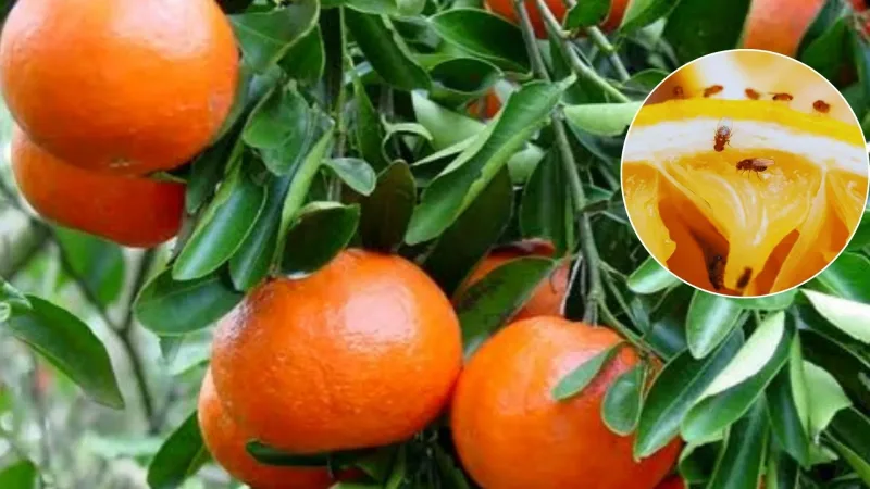 citricos mosca de fruta