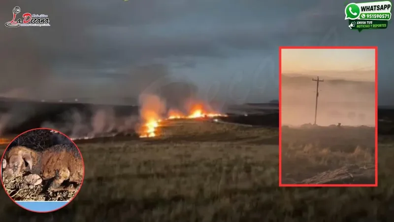 INCENDIO FORESTAL
