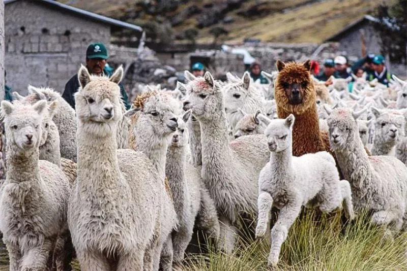 industrialización de la paca