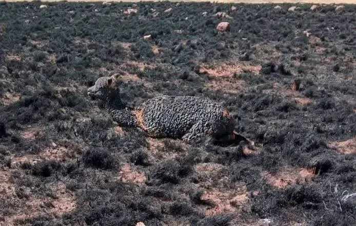 Incendio forestal arrasa con más de 50 alpacas en el distrito de Huacullani, provincia de Chucuito
