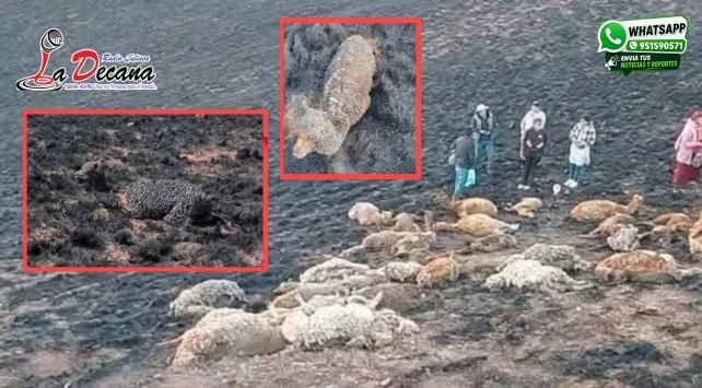 Incendio forestal arrasa con más de 50 alpacas en el distrito de Huacullani, provincia de Chucuito