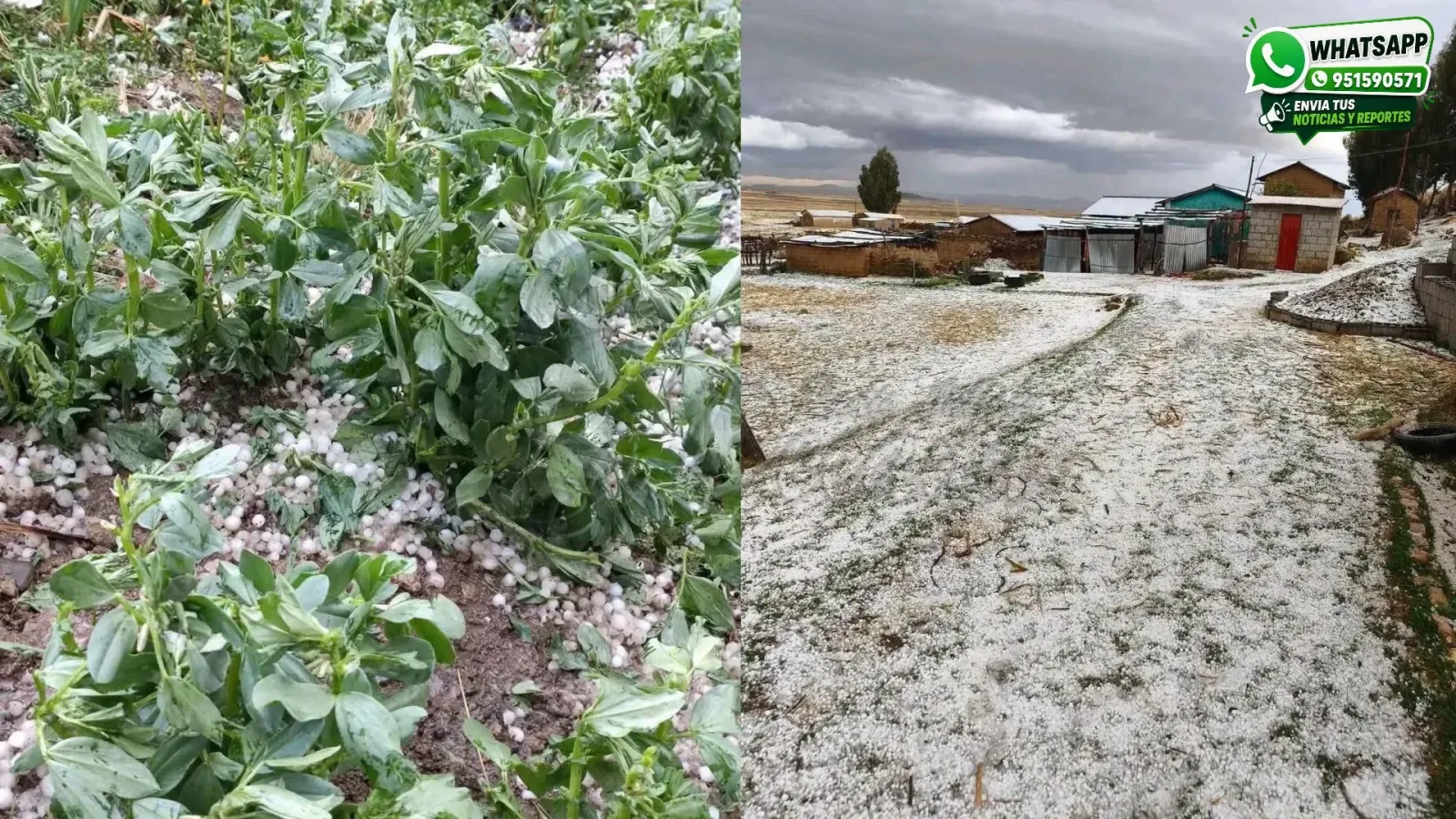 Granizada afecta cultivos agrícolas en cuatro sectores del distrito de Chupa