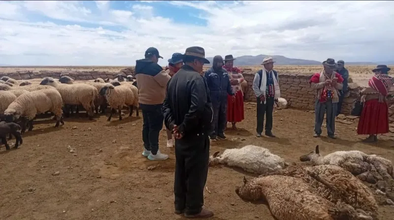 Obejas-fueron-devprados-por-canes
