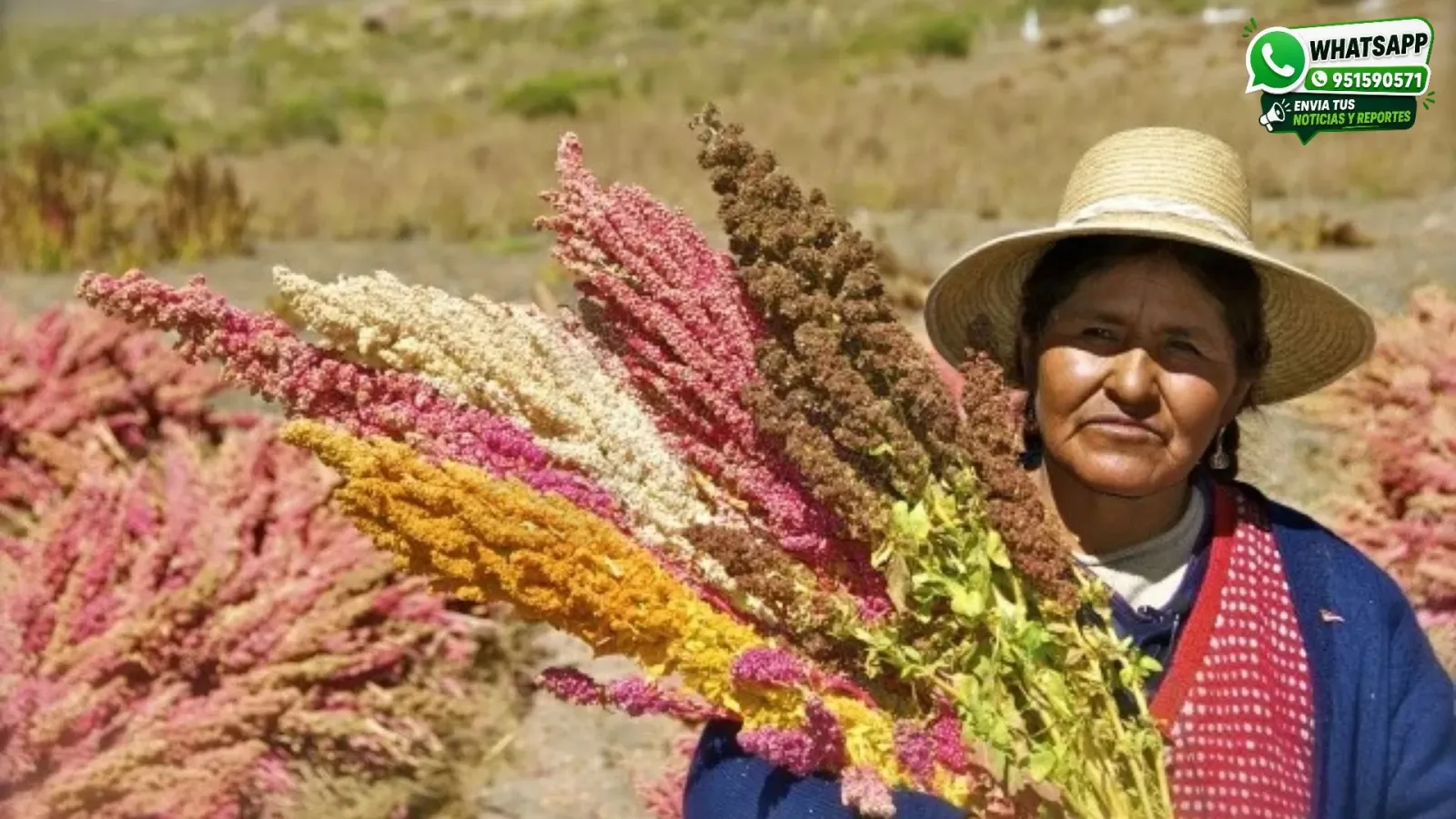 Producción-de-Quinua