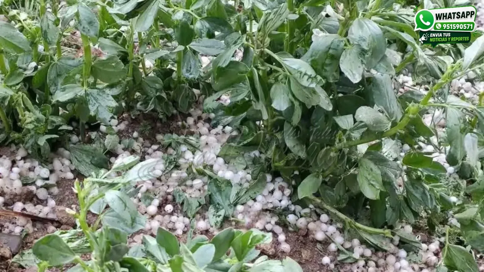 Granizada afecta cultivos agrícolas en cuatro sectores del distrito de Chupa