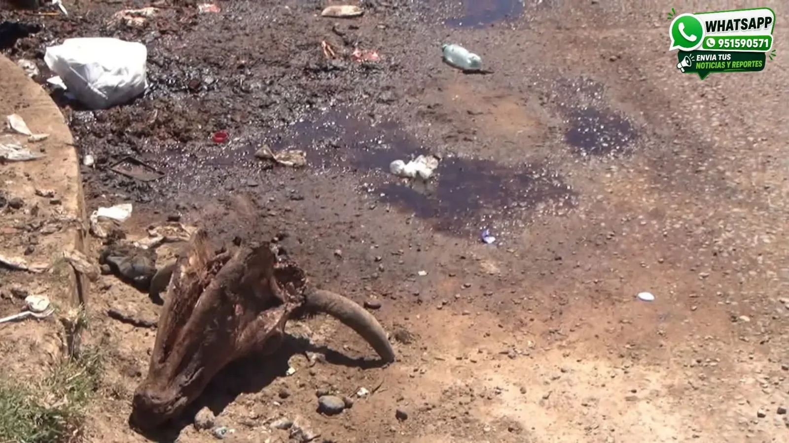 Comerciantes de la avenida Huancané denuncian arrojo de vísceras y desechos de animales que contaminan la zona