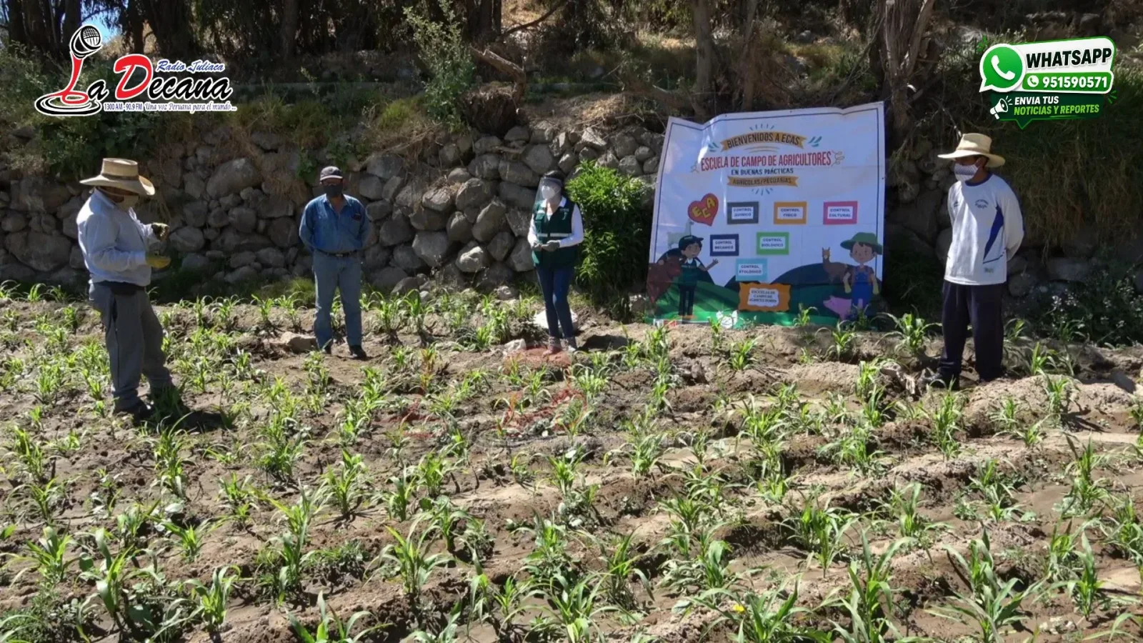 Midagri: productores agrarios pueden acceder a seguro gratuito de hasta S/ 1,000 por hectárea